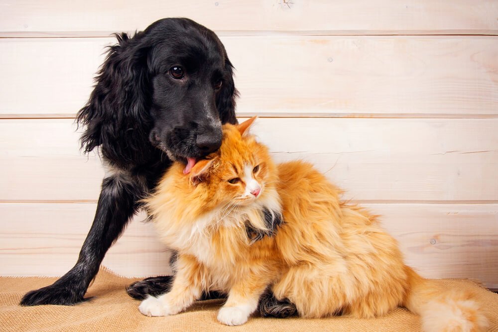 Cachorro e gato amigos