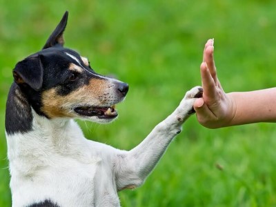 Cachorro e gato amigos